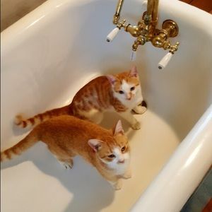 Meet your Posher, Tracy